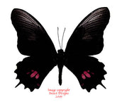 Heraclides isodorus (Peru)